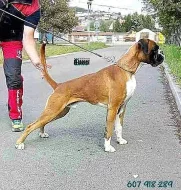 S PP BOXER zlatý s chov. stanice