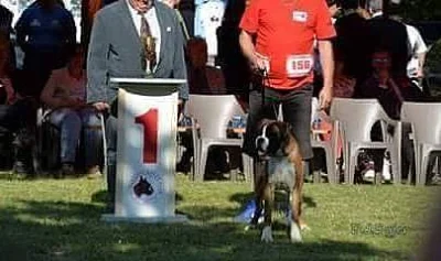S PP BOXER zlatý s chov. stanice