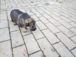 Prodám štěňata Německého ovčáka