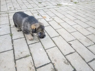 Prodám štěňata Německého ovčáka