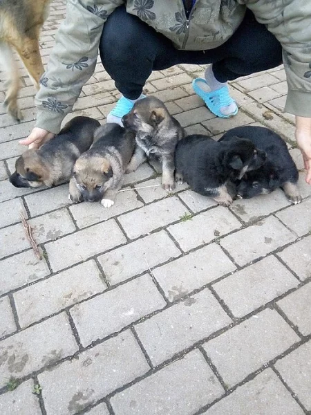 Prodám štěňata Německého ovčáka