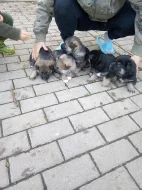 Prodám štěňata Německého ovčáka