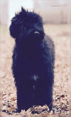 Briard s PP ke krytí