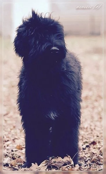 Briard s PP ke krytí