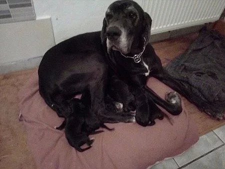 Prodám štěňátka německé dogy s PP