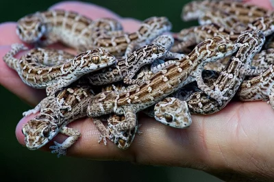 gekon teratolepi,hemidactylus imbricatus