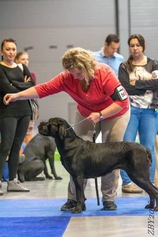 Cane corso s PP