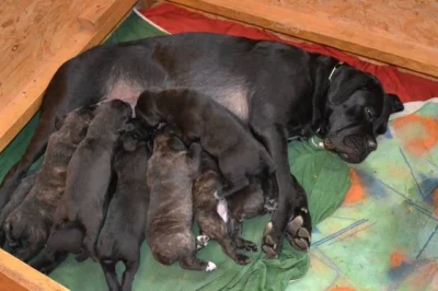 Cane corso s PP