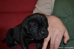 Cane corso s PP