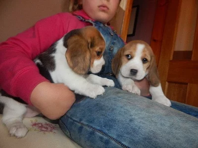 Krásně štěňátka Beagle