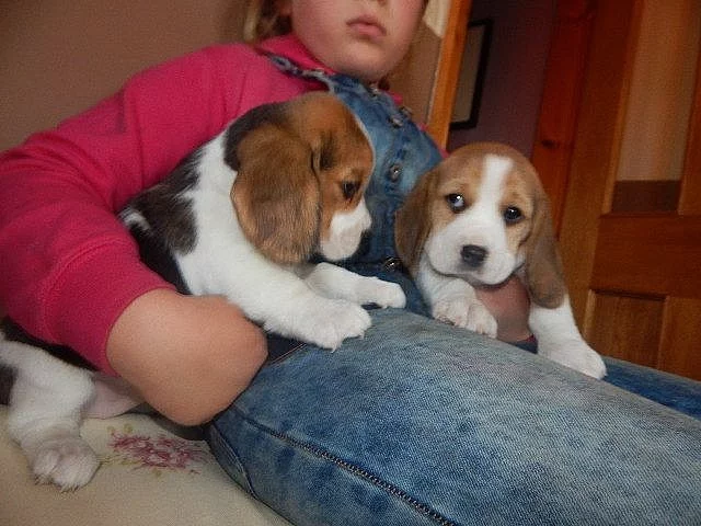 Krásně štěňátka Beagle