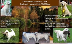 Štěně Zlatý retriever s PP