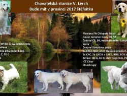 Štěně Zlatý retriever s PP