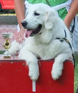 Štěně Zlatý retriever s PP