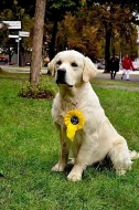 Štěně Zlatý retriever s PP