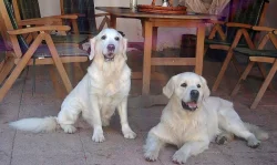 Štěně Zlatý retriever s PP