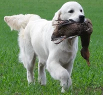 Štěně Zlatý retriever s PP