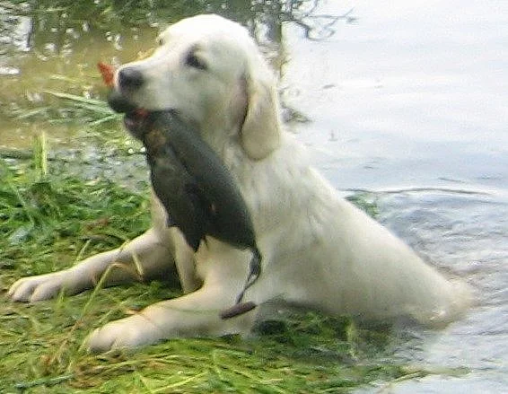 Štěně Zlatý retriever s PP