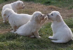Štěně Zlatý retriever s PP