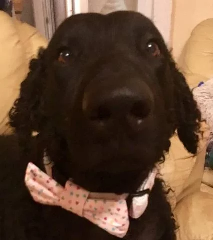 Štěně curly coated retrievera