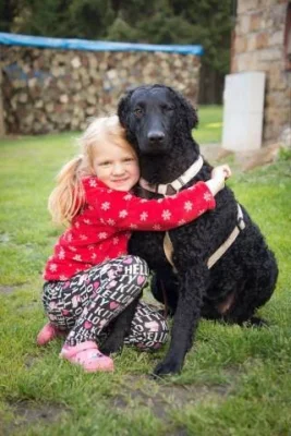 Štěně curly coated retrievera