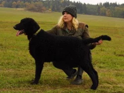 Štěně curly coated retrievera