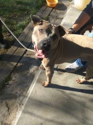 Thajsky ridgeback hledá domov