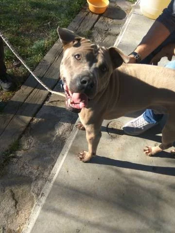 Thajsky ridgeback hledá domov