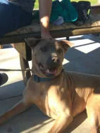 Thajsky ridgeback hledá domov