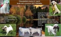 Štěně Zlatý retriever s PP