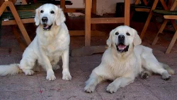 Štěně Zlatý retriever s PP