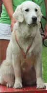 Štěně Zlatý retriever s PP