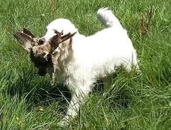 Štěně Zlatý retriever s PP