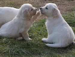 Štěně Zlatý retriever s PP