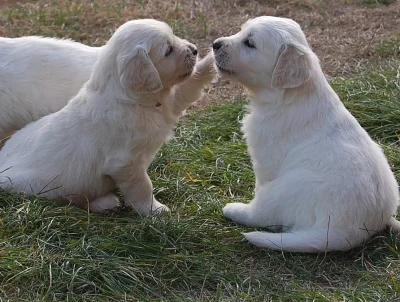 Štěně Zlatý retriever s PP