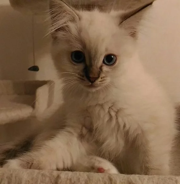 Ragdoll kočička s pp