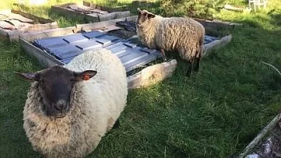 prodám ovečku a jednoho beránka