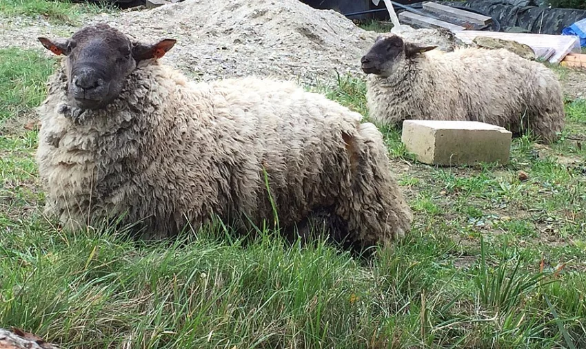 prodám ovečku a jednoho beránka