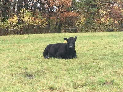 Plemenné jalovice Aberdeen Angus