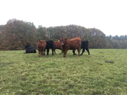 Plemenné jalovice Aberdeen Angus
