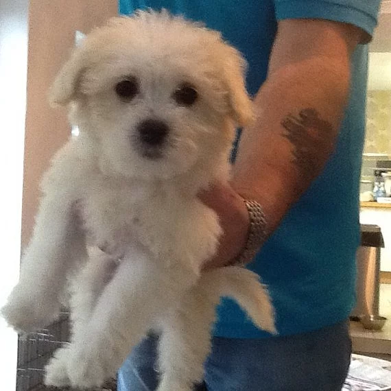 Coton De Tulear štěňata