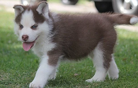 siberian husky štěně.