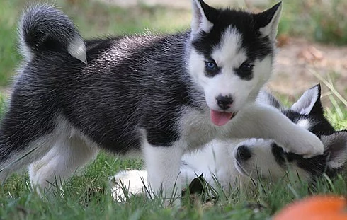 siberian husky štěně.