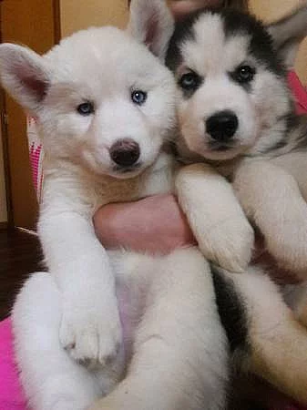 siberian husky štěně.