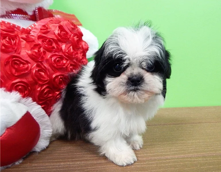 shih tzu štěně.