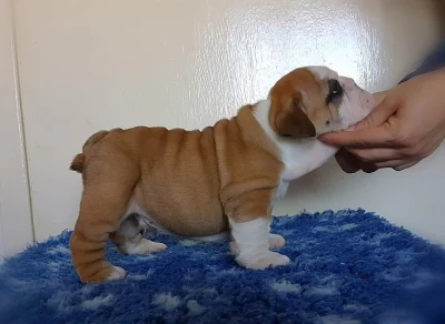 anglické buldok štěně. připraven