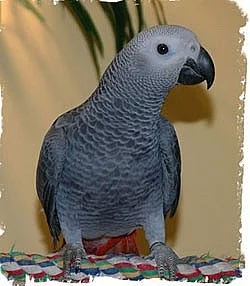 Zdravý africký papoušek