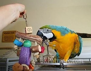 Nádherná tamed a mluvit