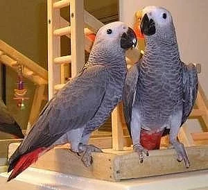 Africký papoušek papoušci pro (11 měsíců starý)