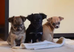 Chihuahua - čivava